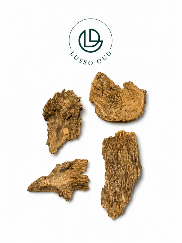 سيلاني-ادمز-0
